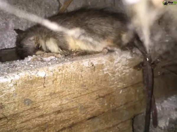 Dead Rat Removal Gilston